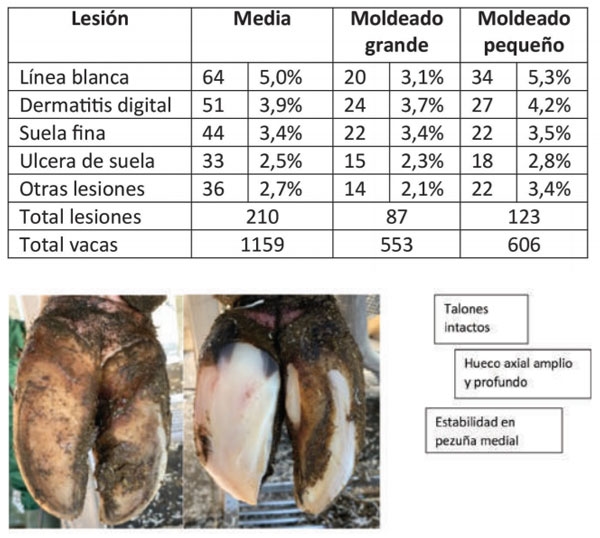 HORIZONTE - EVOLUCIÓN DE LOS CUIDADOS DE PEZUÑAS - Image 6