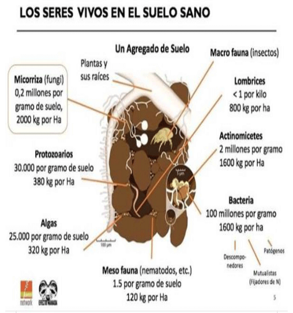 FIGURA 1. Los seres vivos en el suelo sano