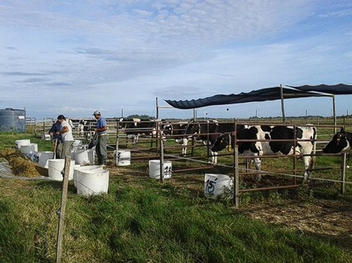 Efecto de la sombra durante el período seco y la lactancia siguiente en vacas Holando multíparas. - Image 4