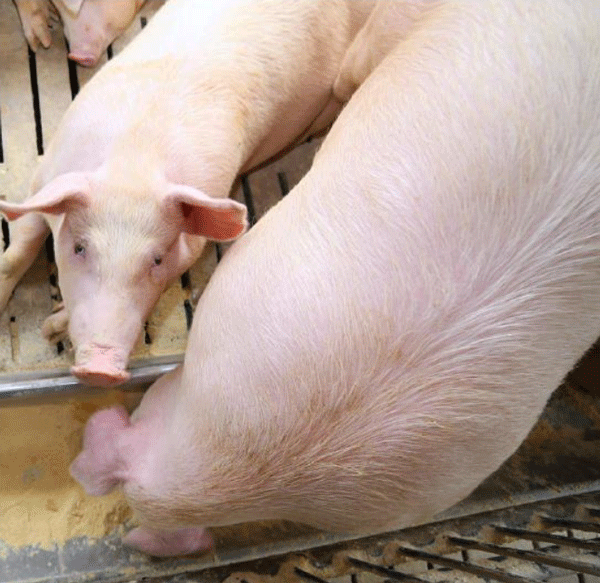 NUTRICIÓN & SALUD: Pon más en tu alcancía con Pichia - Los resultados demuestran un impacto positivo en el rendimiento reproductivo de las cerdas.