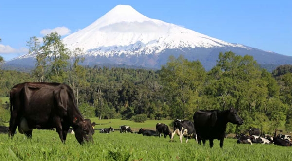 FORRAJERAS - Establecimiento de pasturas y cultivos suplementarios - Image 1