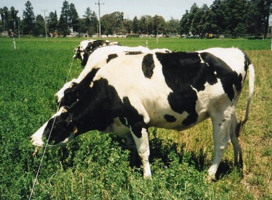 BOTERO - CAPÍTULO IX PASTOREO RACIONAL INTENSIVO VOISIN UNA OPCIÓN PARA INTENSIFICAR Y HACER MÁS AMIGABLE CON EL AMBIENTE LA PRODUCCIÓN CON RUMIANTES EN PASTOREO EN EL TRÓPICO - Image 33