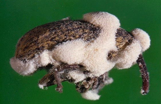 FIGURA 2. Forma de control de los hongos entomopatógenos sobre los insectos plaga. https://www.proinpa.org/