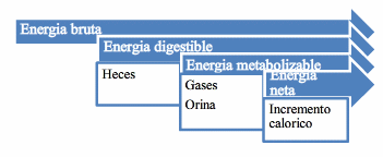Uso en alimentación de cerdos de sub-productos de la industria del etanol - Image 1