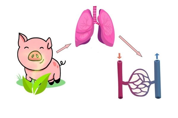 Inhalación: una vía alternativa para administrar aceites esenciales a los animales de granja - Image 3