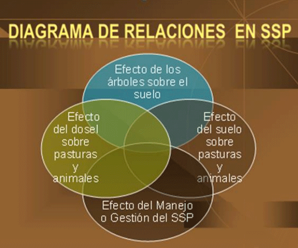 FIGURA 2. Diagrama de relaciones de efectos en un sistema silvopastoril. FUENTE: Russo 2013.