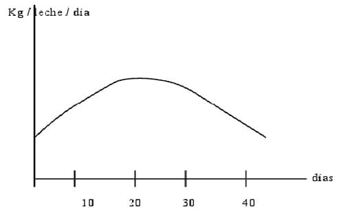 Cetosis Porcina - Image 1