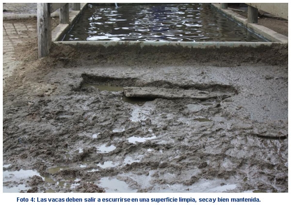 Afecciones Podales - Capítulo 4 “Uso correcto del pediluvio e higiene ambiental” - Image 6