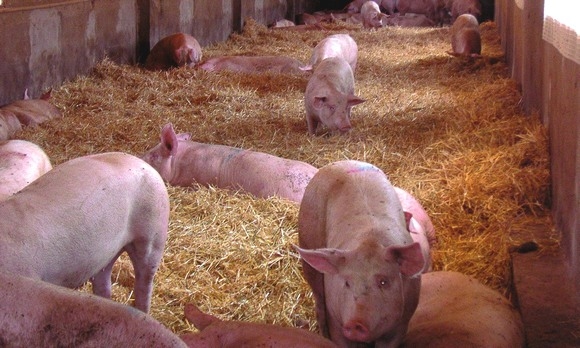 ¿qué es el Bienestar Animal? - Image 1