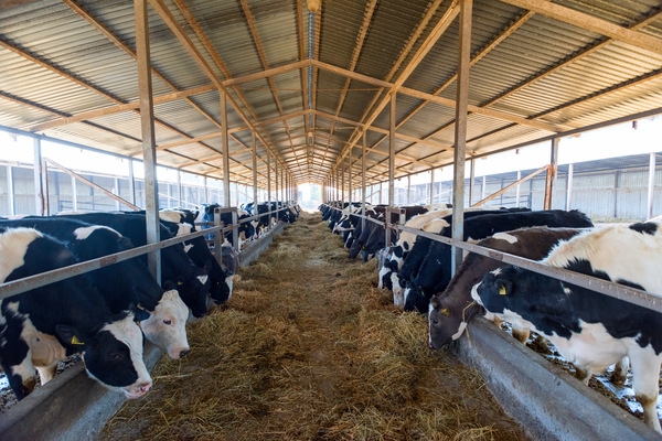 Evonik recomienda incluir DL-metionina en la alimentación de vacas lecheras, incluso durante las olas de calor. - Image 1