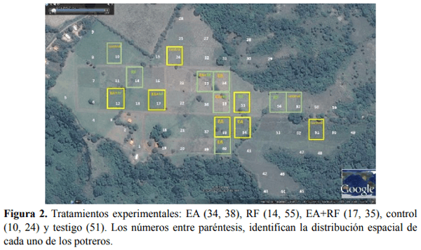 Pastoreo Racional Voisin con dosis única de emulsión asfáltica y roca fosfórica en suelos ácidos de baja fertilidad natural - Image 2