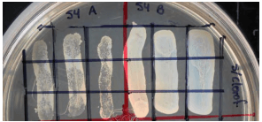 Aislamiento de un bacteriofago litico de staphylococcus aureus de un establo lechero de Mexicali Baja California - Image 1
