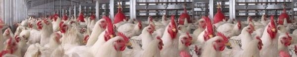 Porque los pollos no usan Hormonas - Image 1