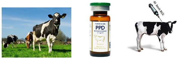 Identificación de biomarcadores de resistencia natural a Mycobacterium bovis en el ganado bovino - Image 26