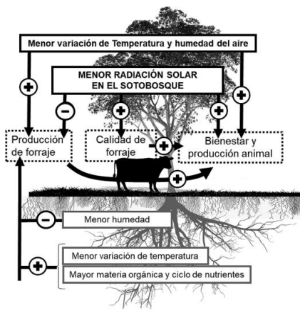 Figura 3. Esquema representando algunas interacciones entre los com- ponentes del sistema silvopastoril. El color y tipo de línea que delimitan los cuadros tiene diferente significado: 1) negra y sólida: representa las modificaciones microclimáticas generadas por las cubiertas arbóreas en el sotobosque; 2) gris y sólida: representa las modificaciones generadas en los parámetros del suelo y 3) negra y punteada: representa el impacto en los atributos forrajeros y animales. Las flechas unen parámetros que se interrelacionan, y los signos determinan si el efecto es positivo (+) o negativo (-).