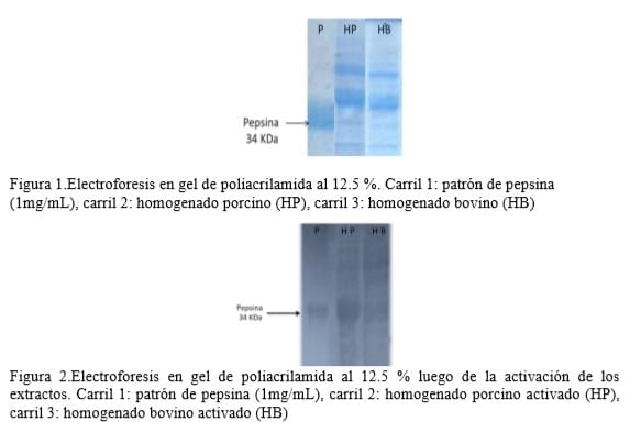 Manual de procedimientos metodológico de obtención y purificación de proteasas a partir de desechos de matadero - Image 2