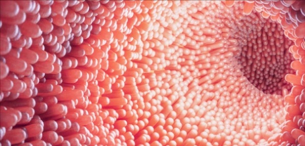 Salud intestinal: Uso de extractos de plantas en combinación con ácidos orgánicos para equilibrio de la microbiota - Image 1