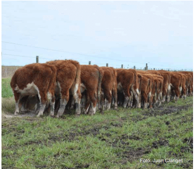 Figura 4 - Terneros suplementados con maíz sobre pasturas sembradas.
