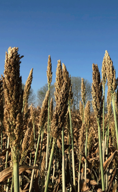 Sorgos graníferos de la especie Sorghum bicolor (L.) Moench destinado a la elaboración de ensilaje.
