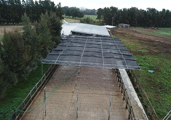 Manejo del ambiente físico para atenuar la producción de calor - Image 4