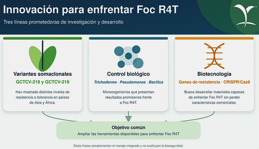 Fusarium Raza Tropical 4 en América Latina y el Caribe - Image 7