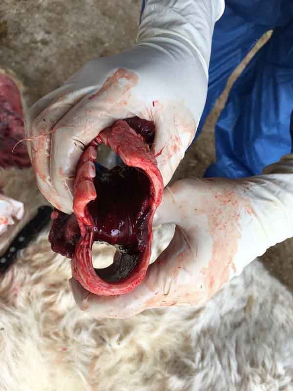 Síndrome respiratorio bovino: El reto sanitario en el ternero de cebo - Image 4