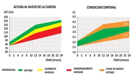 De la gauchera al primer parto - Image 8