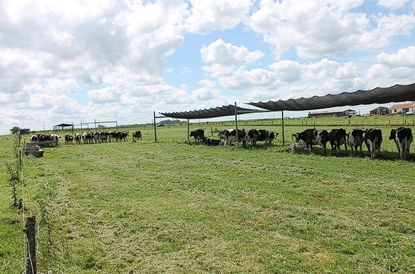 Manejo del ambiente físico para atenuar la producción de calor - Image 3