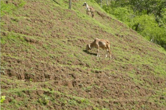 UNA OPCIÓN PARA INTENSIFICAR Y HACER MÁS AMIGABLE CON EL AMBIENTE LA PRODUCCIÓN CON RUMIANTES EN PASTOREO EN EL TRÓPICO 