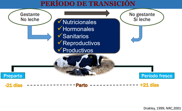 Estudios de enzimas en vacas en transición: Enzima ß-mananasa - Image 13