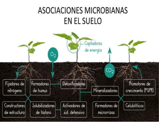 BOTERO - CAPÍTULO IX PASTOREO RACIONAL INTENSIVO VOISIN UNA OPCIÓN PARA INTENSIFICAR Y HACER MÁS AMIGABLE CON EL AMBIENTE LA PRODUCCIÓN CON RUMIANTES EN PASTOREO EN EL TRÓPICO - Image 9