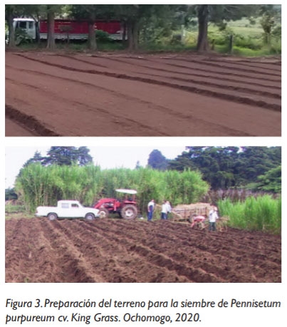 HORIZONTE - Algunos mitos y verdades sobre el King grass - Image 3