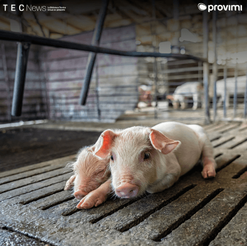 Fase de transición: de la leche al alimento sólido - Image 1