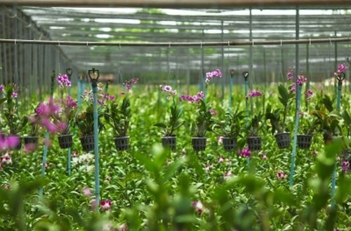 ¿Cómo reaccionan las plantas a los ataques de las plagas? - Image 1