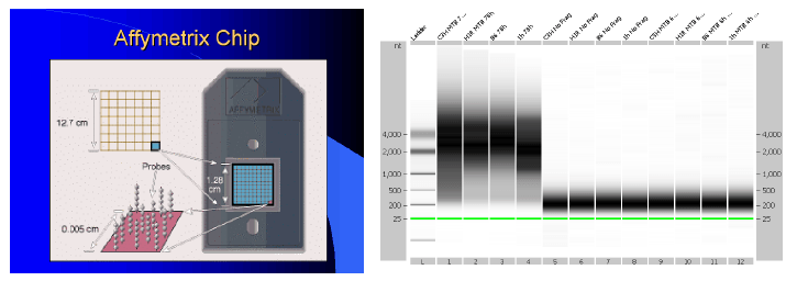 Identificación de biomarcadores de resistencia natural a Mycobacterium bovis en el ganado bovino - Image 20
