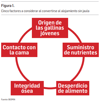 5 consejos para aumentar las ganancias en la producción de huevos sin jaula - Image 1
