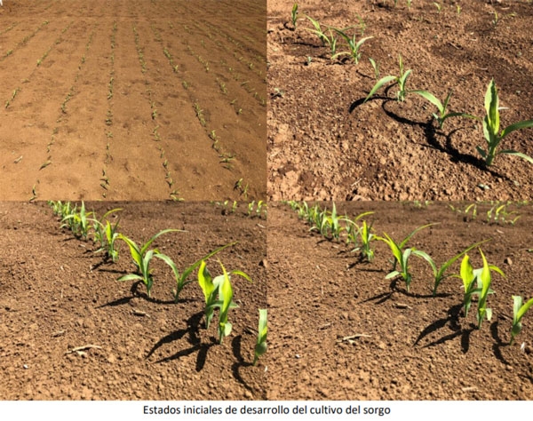 Manual Cultivo del Sorgo Forrajero - Requerimientos del cultivo - Image 2