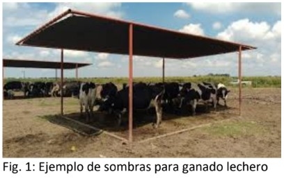 Bienestar Animal en Zonas Áridas: Ganado Lechero - Image 2