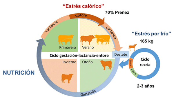 Figura 2. Ciclos de gestación-lactación-entore y recría en sistemas criadores pastoriles, en coincidencia con las estaciones del año. La definición de la fecha y duración del entore (fines de primavera-verano) y el destete al inicio de otoño son clave, para permitir la recuperación de las reservas corporales de la vaca, una pérdida controlada durante el invierno y retener reservas hasta la primavera (parto), para iniciar la lactancia y reiniciar los ciclos estrales al inicio del entore. El peso al destete de las terneras y su ganancia en el ciclo de cría, determinan la edad a la pubertad, el momento en que ingresan al rodeo de cría y su longevidad.