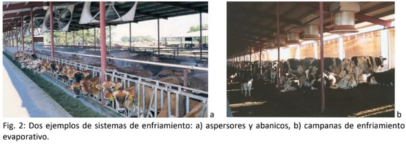 Bienestar Animal en Zonas Áridas: Ganado Lechero - Image 3