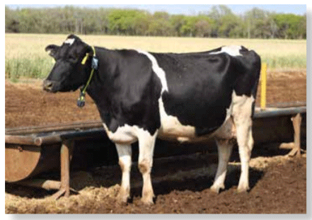vacas secas