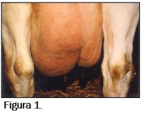 Patógenos contagiosos vs. ambientales: Cuál es la diferencia? - Image 1