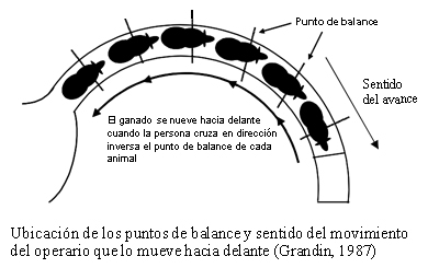 El estrés y las instalaciones en Feedlot - Image 2