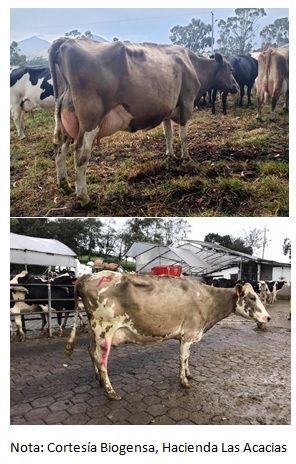 El biotipo bovino Pizán de la sierra ecuatoriana - Image 4