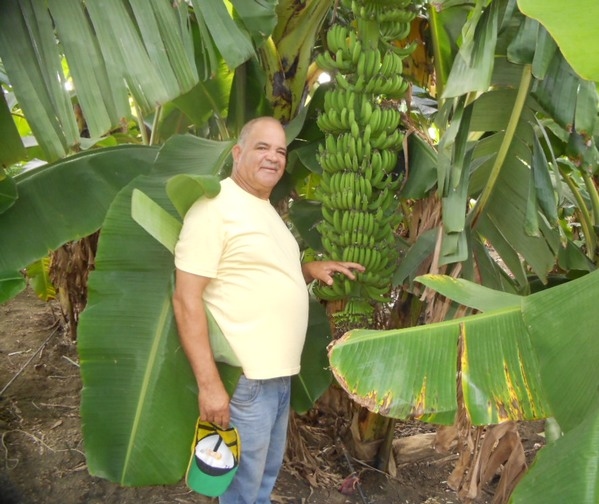 Plátano “macho por hembra” resistente a la Sigatoka negra - Image 1
