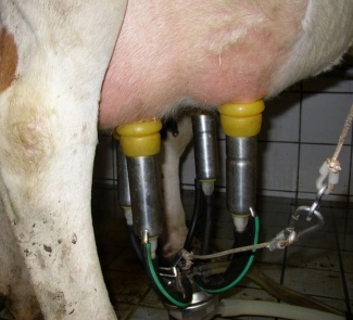 La Mastitis un problema del hato la visita al establo. - Image 14
