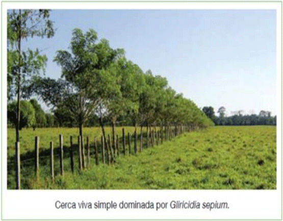 UNA OPCIÓN PARA INTENSIFICAR Y HACER MÁS AMIGABLE CON EL AMBIENTE LA PRODUCCIÓN CON RUMIANTES EN PASTOREO EN EL TRÓPICO 