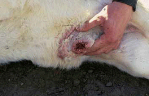onfaloflebitis