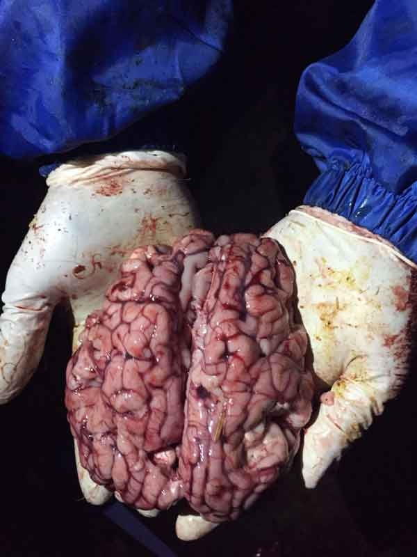 Síndrome respiratorio bovino: El reto sanitario en el ternero de cebo - Image 10