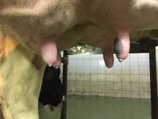 La Mastitis un problema del hato la visita al establo. - Image 16